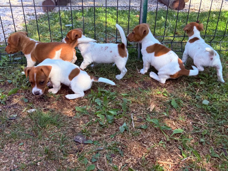 Piesek jack russell terrier