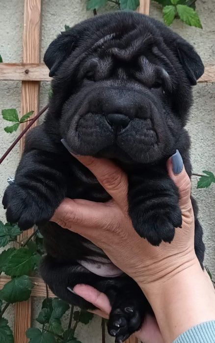SharPei/ Shar Pei