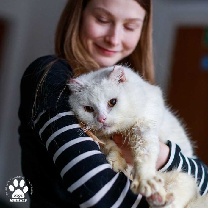 Biały kocurek do adopcji! Poznajcie Śnieżka!
