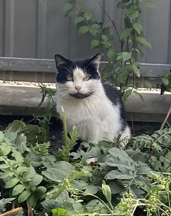 Котик у турботливі руки