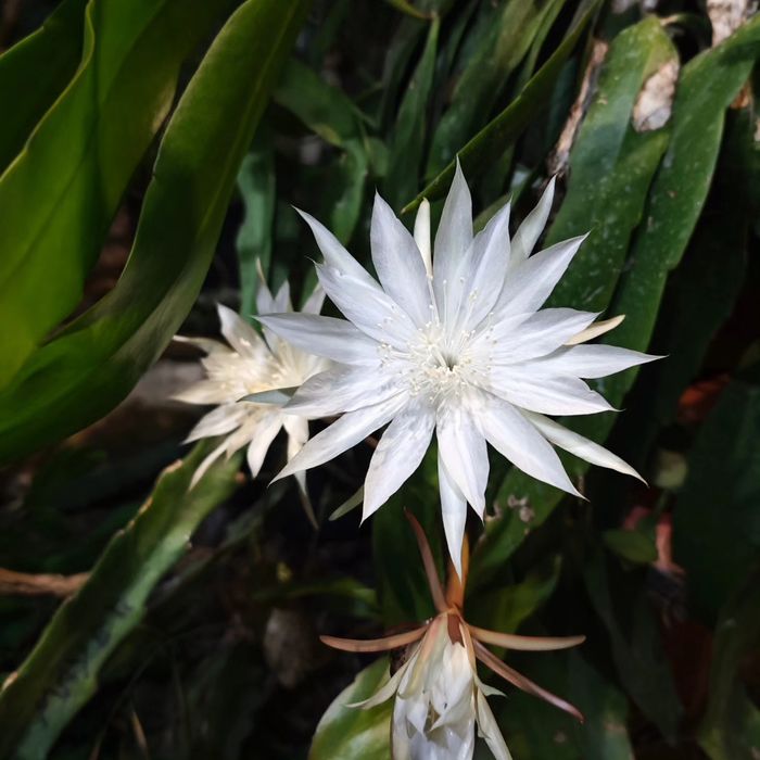Dama-da-noite - Epiphyllum oxypetalum
