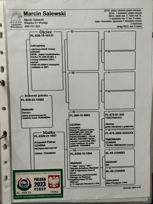 Samiec pocztowy. M Salewski linia Fenomena