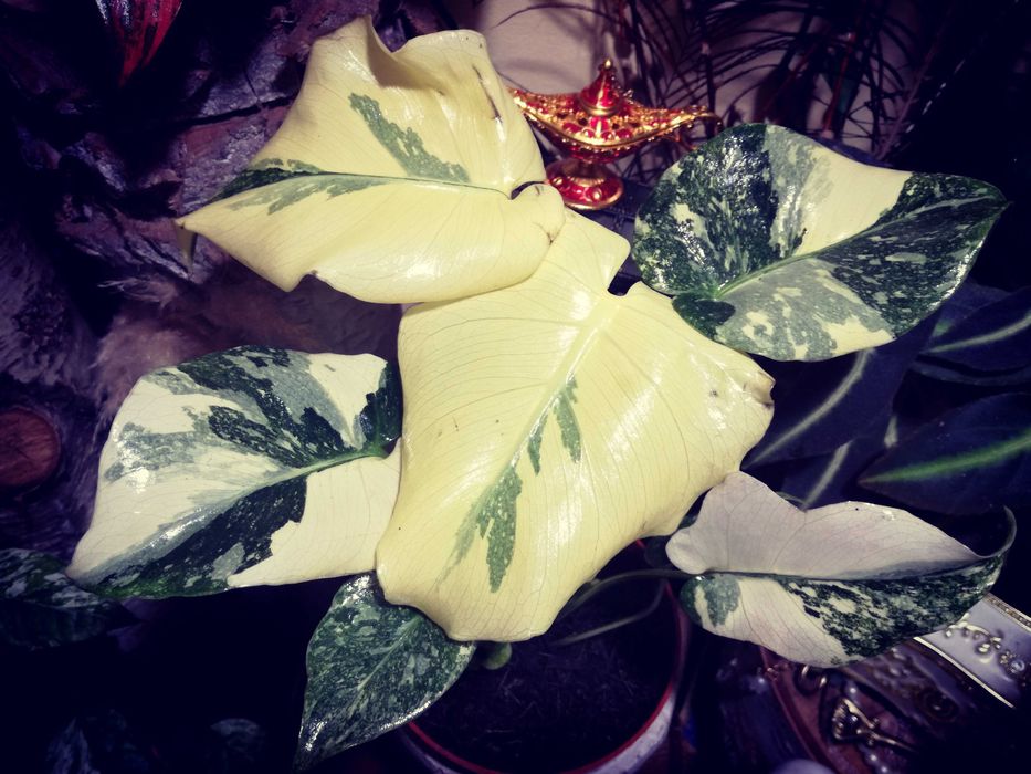 Monstera Thai Creme Brulee Cream Milk variegata REZERWACJA philodendro