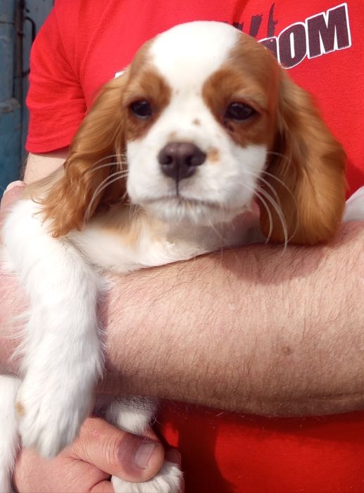 Кавалер Кінг Чарльз спаніель