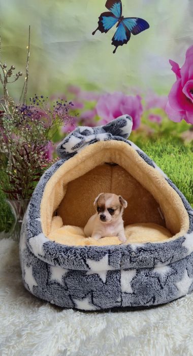 Śliczny chłopczyk chihuahua krótkowłosy