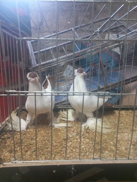 Sprzedam krymki para