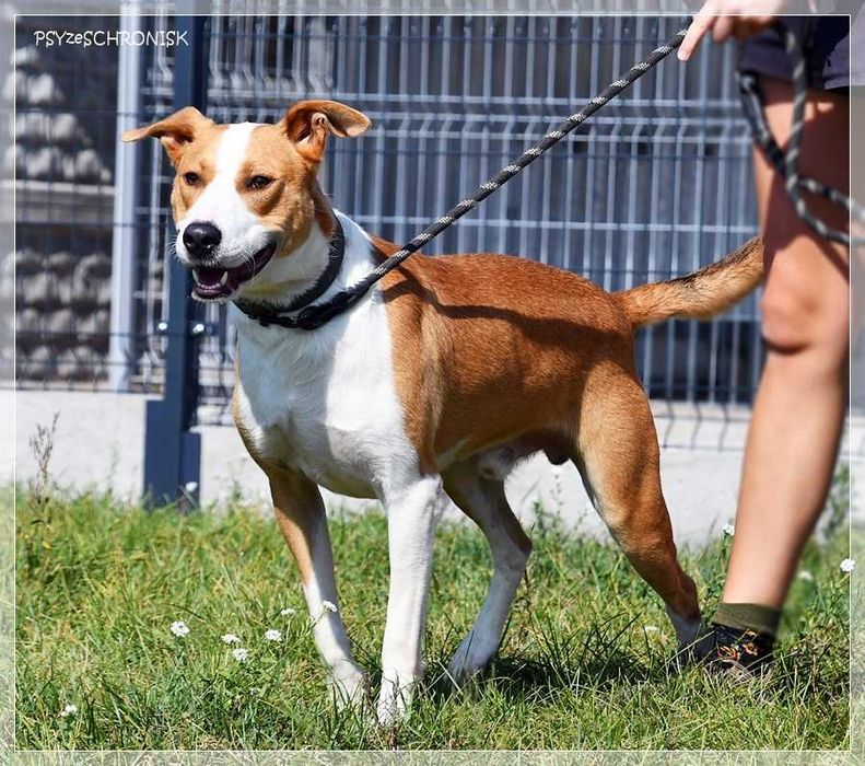 Rex – szuka domu z przeróżnymi aktywnościami