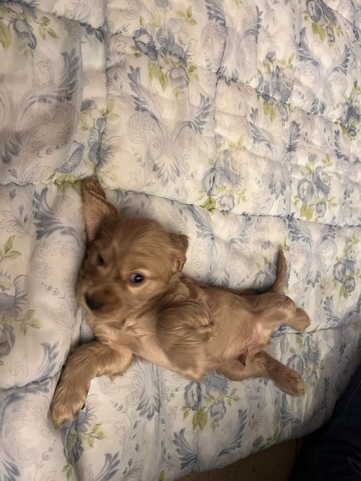 Cocker spaniel angielski