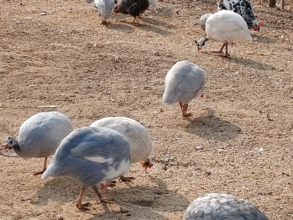 Fracas diversas / patos Rouen jardins
