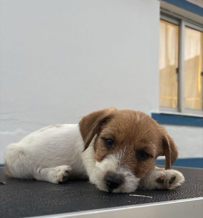 Jack Russell Terrier puppy c/Afixo e LOP