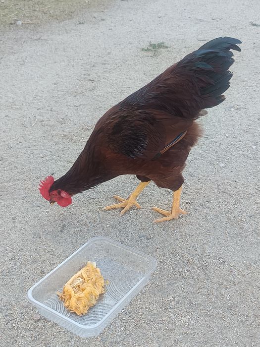 Rhode Island red puros