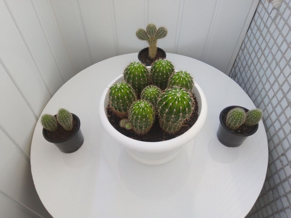 Продам кактусики
