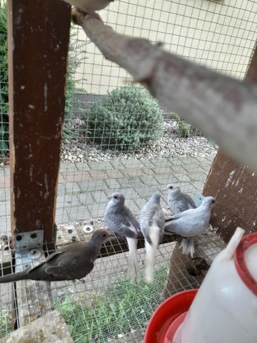 Gołąbki diamentowe