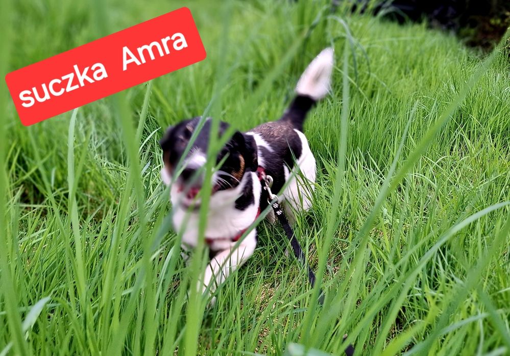 Słodka Amra !!! Jack Russell Terrier krótkie nóżki RODZICEWHODOWLI