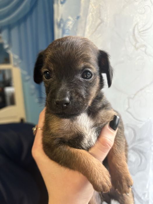 Собачки в добрі руки