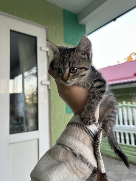 Кицюня шукає дім