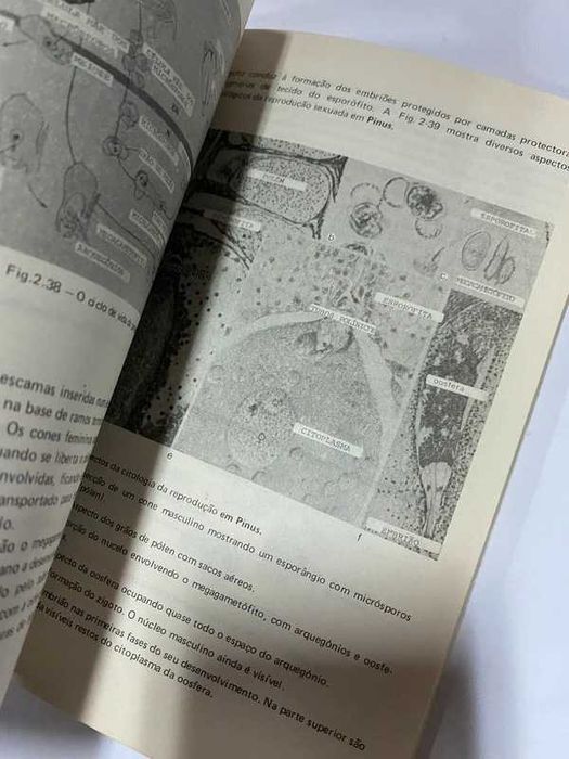 Livro antigo - Ciências Naturais ap biologia