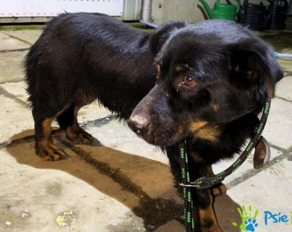 Piesek MILAN szuka kochającego domku!