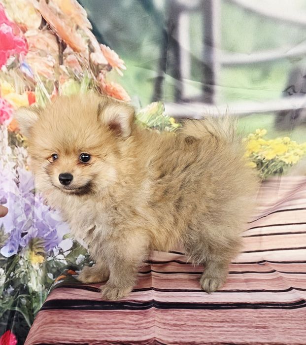 Spitz Anão Fêmea