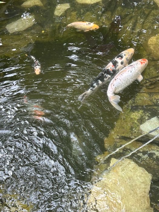 Рибки Кої, карп Кои