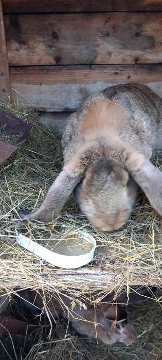 Sprzedam królowi Barany