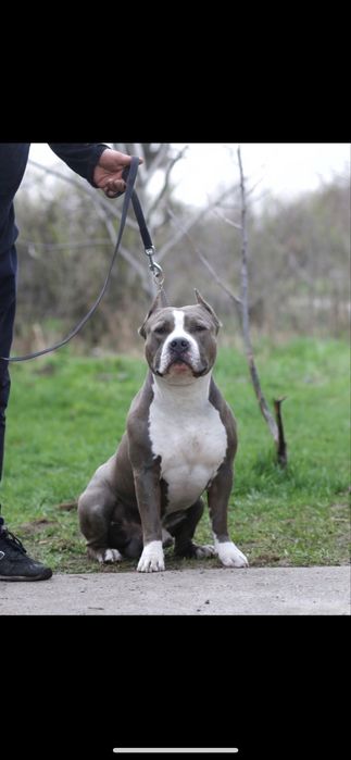 Блакитні  цуценята  амстафф .