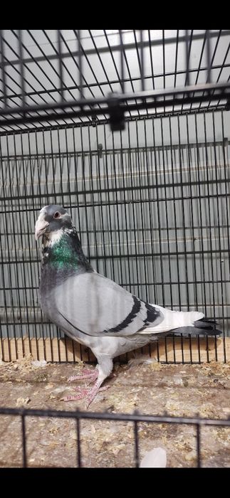 Gołębie pocztowe staropolskie