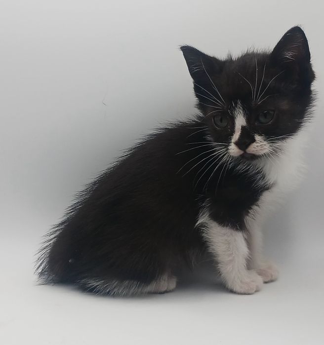 Gatos bebés para adopção responsável