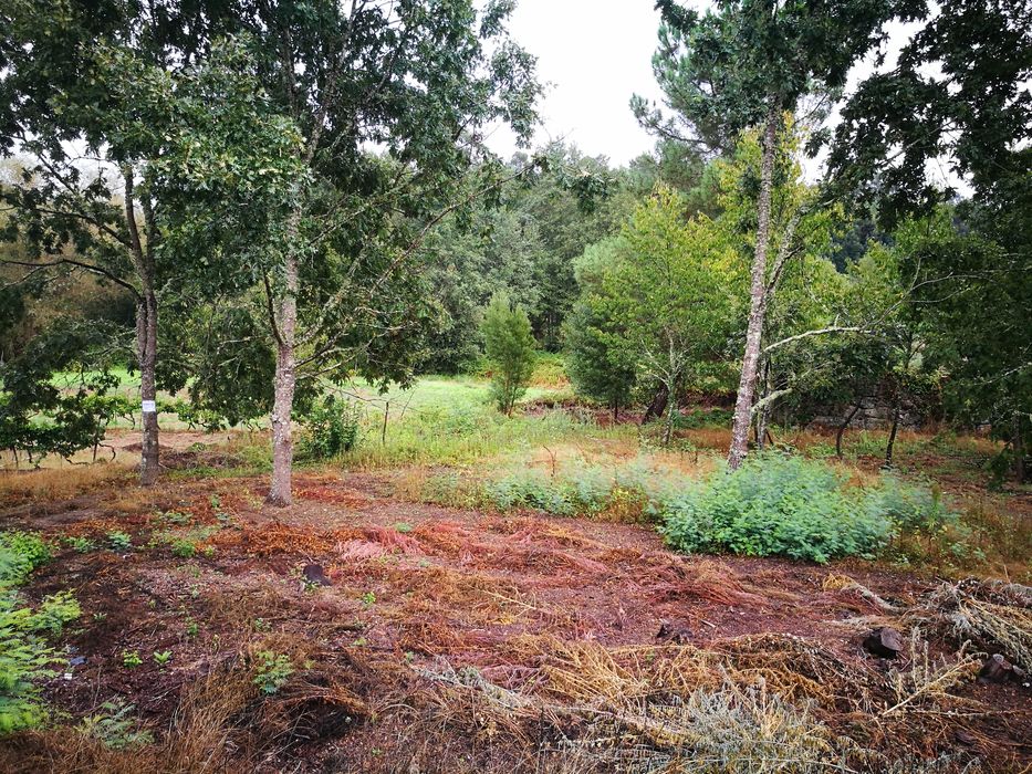 Terreno agrícola + pinhal S. Pedro France, Viseu