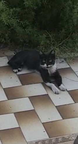 Gatinho para adoção responsável