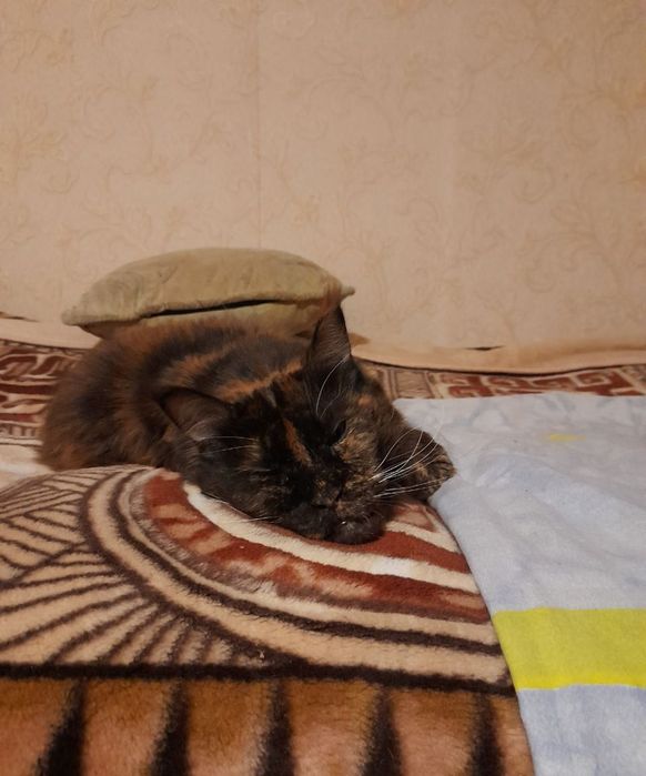 Передержка котов в квартире передержка животных