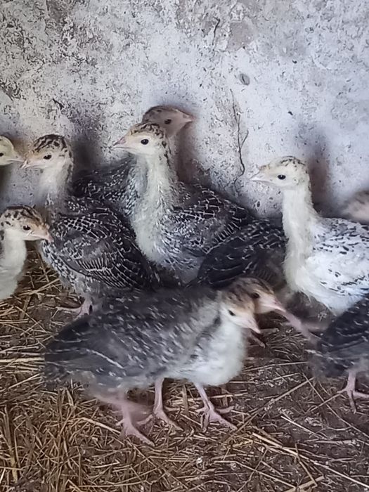 Pintos,  patos,perus,cordonizes,  poedeiras ,coelhos etc