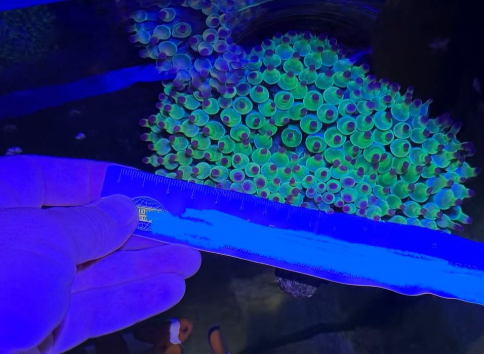 Anémonas Bubble, para aquário água salgada, simbiose com peixe palhaço