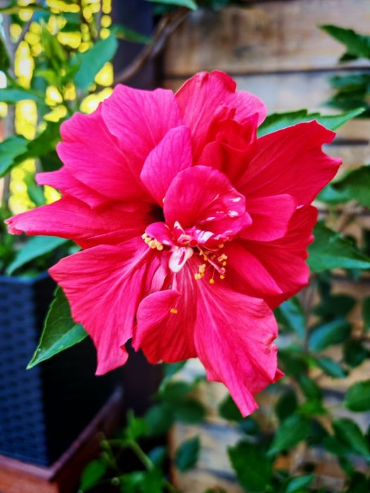 Róża Chińska Hibiskus