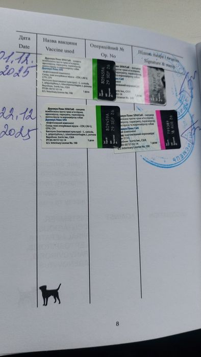 Продам щенка померанского шпица