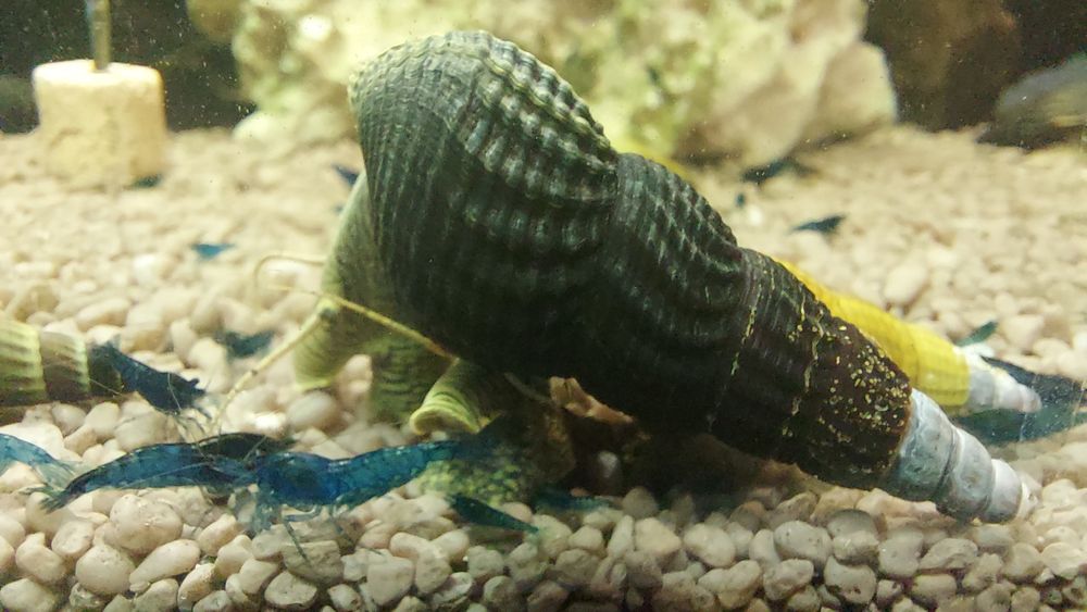 Sprzedam slimaki tylomenia krewetki blue velvet