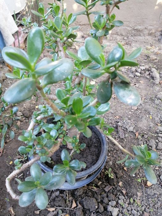 Кімнатна рослина (грошове/хлібне дерево)