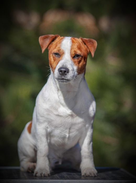 Джек расел. Племінний кобель. Вязка