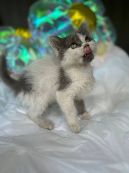 Кошенята безкоштовно