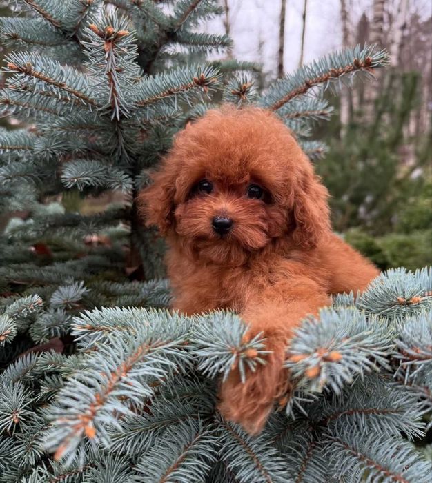 Дівчинка красуня.чекає родину.той пудель