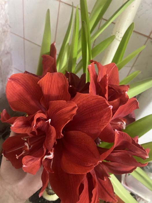 Лилия садовая ; Apricot Fudge; Амариллис-Гиппеаструм-комнатная Лилия