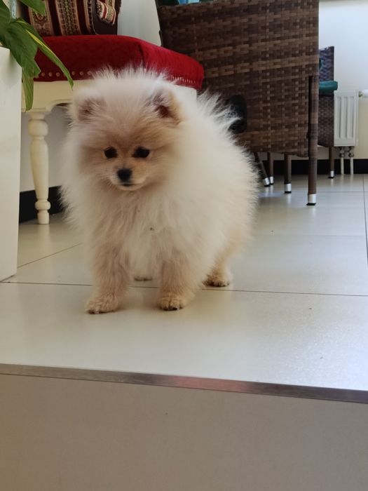 Szpic miniaturowy pomeranian miś suczka
