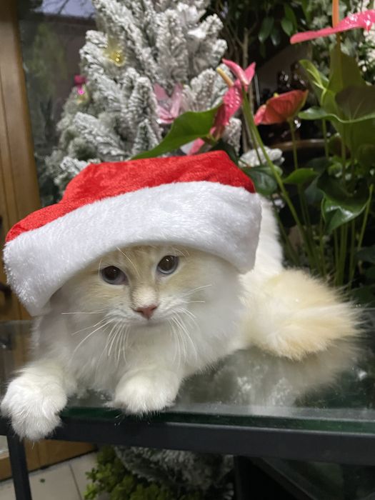 Котёнок, котик, кошеня, регдолл, рэгдолл.