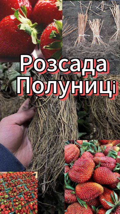 Саджанці полуниці, малини та смородини оптом, Родріб. Кращі сорти