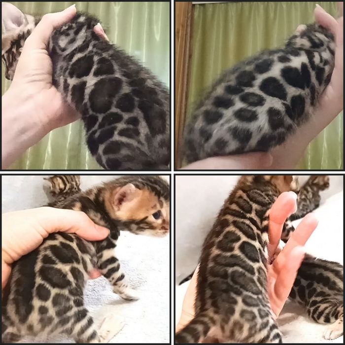 Бенгальские котята, бенгальські кошенята, бенгали