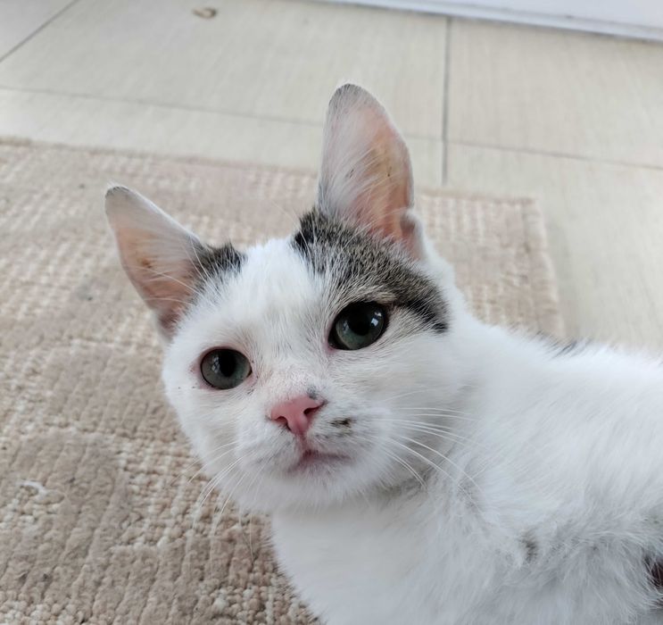 Віддаємо грайливе кошеня