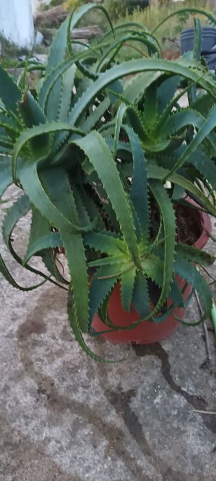 Aloe Vera excelentes
