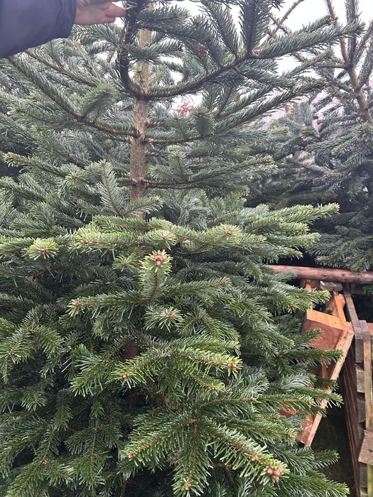 Jodla Kaukaska pierwszy sort 2.30-2.50