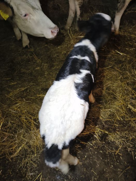 Sprzedam Byczek Sprzedam