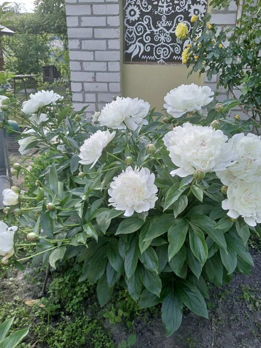 Пионы  5 расцветок